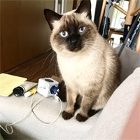 趙沐洋